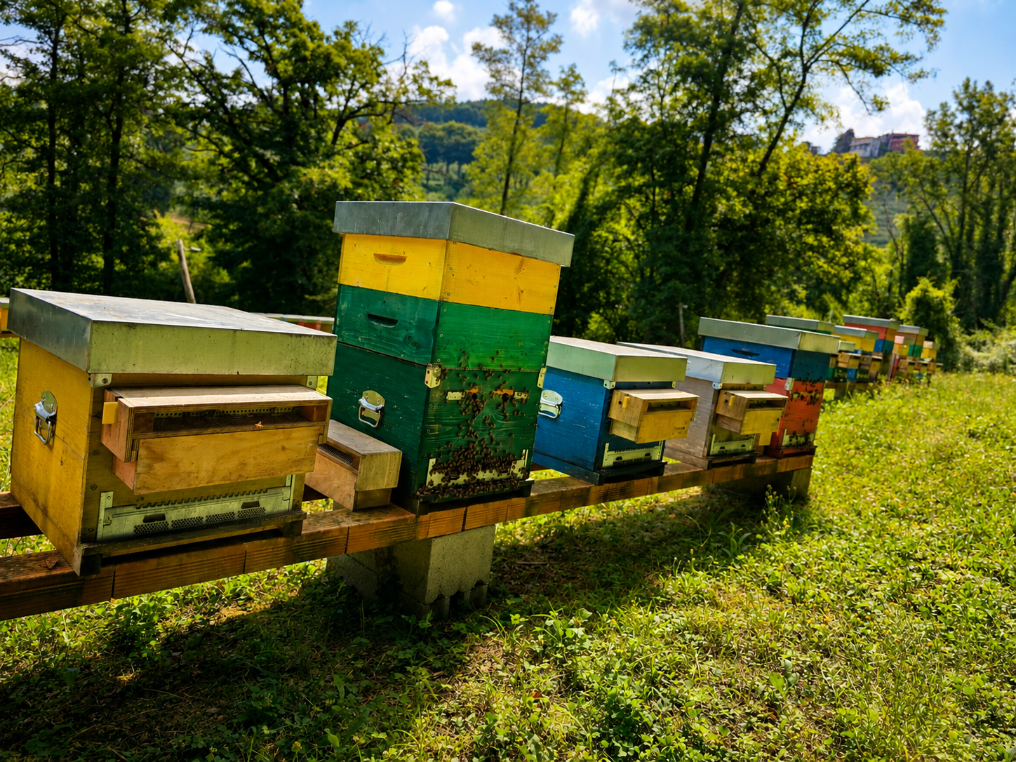 Colorful beehives in the woodland landscape at Le Gusciane.